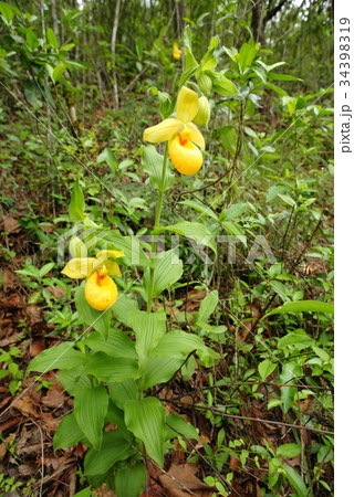 Rare orchid, cypripedium, irapeanum, 希少な蘭　シプリペジウム 34398319