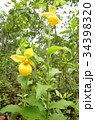 Rare orchid, cypripedium, irapeanum, 希少な蘭　シプリペジウム 34398320