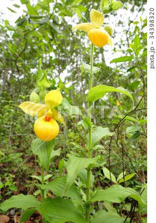 Rare orchid, cypripedium, irapeanum, 希少な蘭　シプリペジウム 34398320