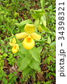 Rare orchid, cypripedium, irapeanum, 希少な蘭　シプリペジウム 34398321