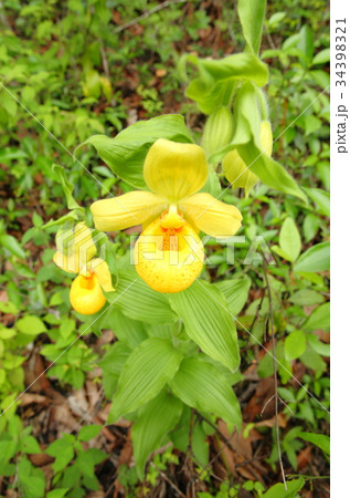 Rare orchid, cypripedium, irapeanum, 希少な蘭　シプリペジウム 34398321