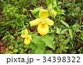 Rare orchid, cypripedium, irapeanum, 希少な蘭　シプリペジウム 34398322