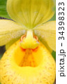 Rare orchid, cypripedium, irapeanum, 希少な蘭　シプリペジウム 34398323