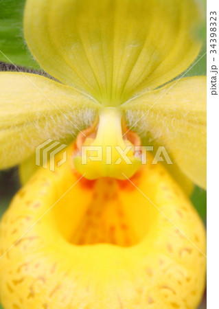 Rare orchid, cypripedium, irapeanum, 希少な蘭　シプリペジウム 34398323