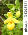 Rare orchid, cypripedium, irapeanum, 希少な蘭　シプリペジウム 34398324