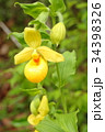 Rare orchid, cypripedium, irapeanum, 希少な蘭　シプリペジウム 34398326