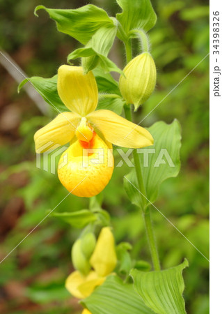 Rare orchid, cypripedium, irapeanum, 希少な蘭　シプリペジウム 34398326