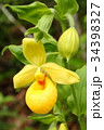 Rare orchid, cypripedium, irapeanum, 希少な蘭　シプリペジウム 34398327