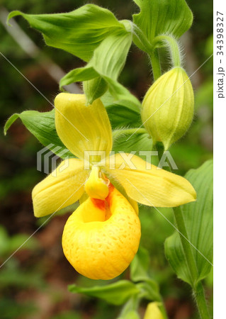 Rare orchid, cypripedium, irapeanum, 希少な蘭　シプリペジウム 34398327