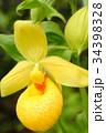 Rare orchid, cypripedium, irapeanum, 希少な蘭　シプリペジウム 34398328