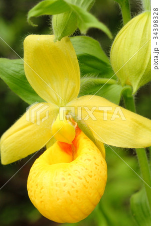 Rare orchid, cypripedium, irapeanum, 希少な蘭　シプリペジウム 34398328
