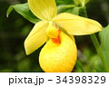 Rare orchid, cypripedium, irapeanum, 希少な蘭　シプリペジウム 34398329