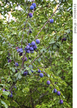 Ripe blue plum on the plum tree 34398433
