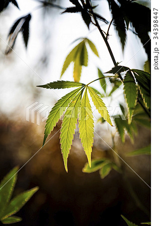 Cannabis plant with sunlight on the meadow Cannabis plant with sunlight on the meadow 34398447