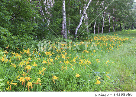 ニッコウキスゲの小径 34398966