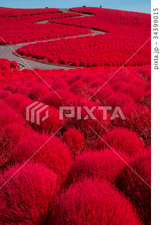 真っ赤なコキア 34399015