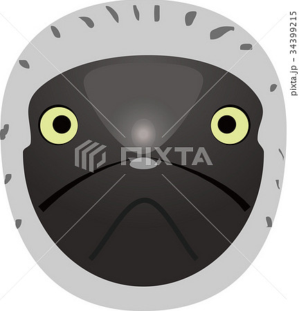 アオアシカツオドリ 34399215