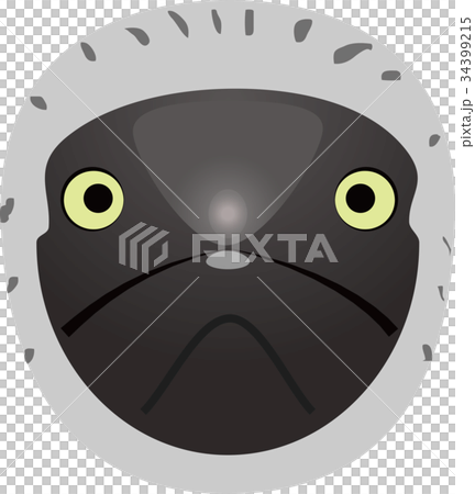 アオアシカツオドリ 34399215