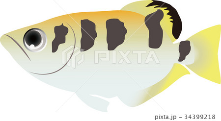 テッポウウオ 34399218