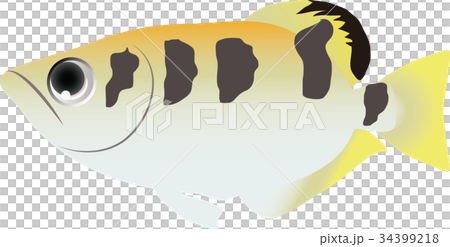 テッポウウオ 34399218