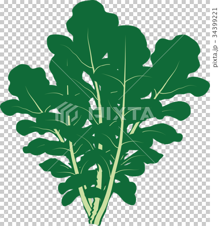 arugula arugula 34399221