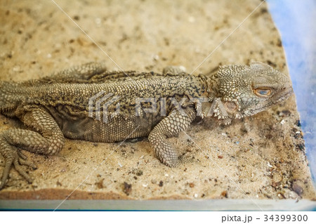 Central Bearded Dragon or Pogona vitticeps Central Bearded Dragon or Pogona vitticeps 34399300