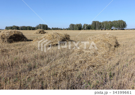 Straw sheaves lying on a sloping field in autumn Straw sheaves lying on a sloping field in autumn 34399661