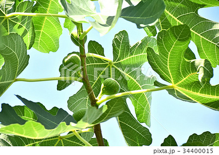 イチジク(無花果) イチジク(無花果) 34400015