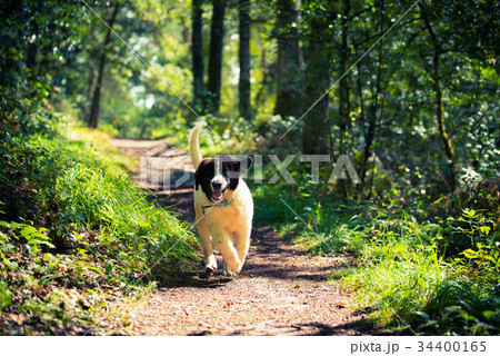 landseer dog landseer dog 34400165