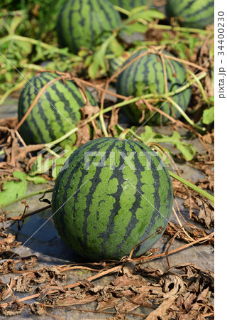 収穫間近のスイカが畑に転がっている風景を撮影 収穫間近のスイカが畑に転がっている風景を撮影 34400230