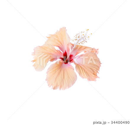 hibiscus flower isolated on white background 34400490