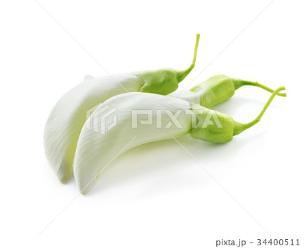 fresh white sesban or humming bird tree  34400511