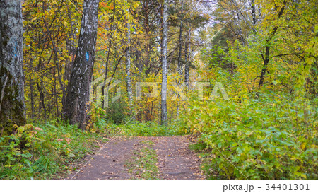 The forest road passing through beautiful colorful 34401301