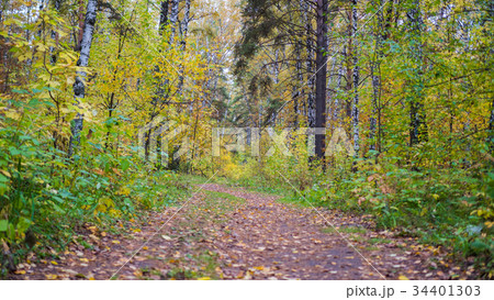 The forest road passing through beautiful colorful 34401303