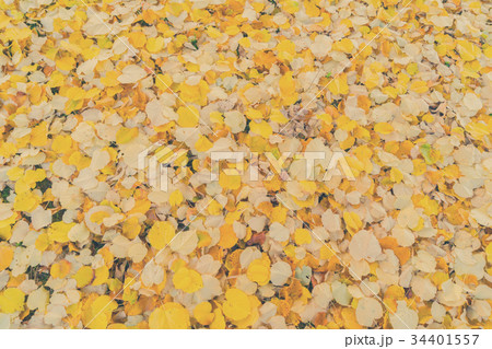Alder tree fall leaves background 34401557