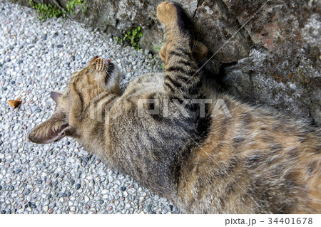 猫 ねこ ネコ 34401678