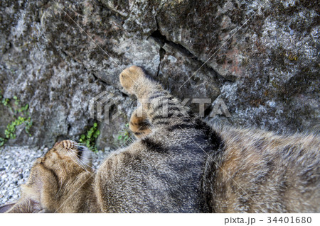 猫 ねこ ネコ 34401680