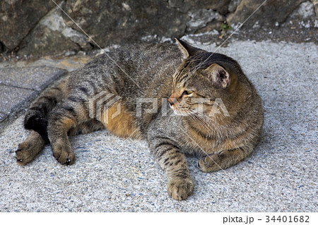 猫 ねこ ネコ 34401682