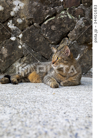 猫 ねこ ネコ 34401683