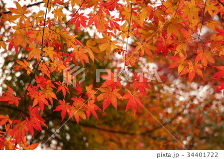 紅葉 34401722