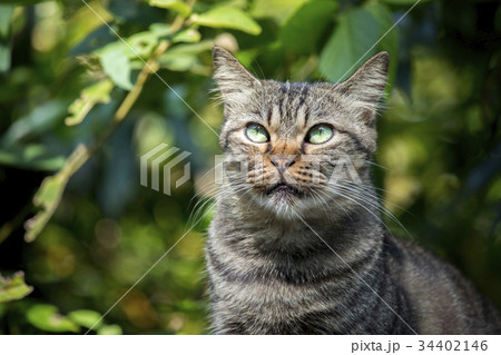 猫 ねこ ネコ 34402146