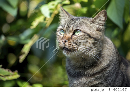 猫 ねこ ネコ 34402147