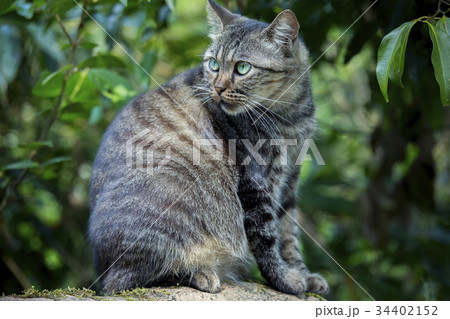 猫 ねこ ネコ 34402152