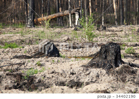 Wndow in Saint Peter and Paul Cathedral, Prague 34402190