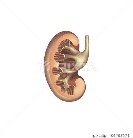 Kidney anatomy. Human internal organ icon. Medical Kidney anatomy. Human internal organ icon. Medical 34402571