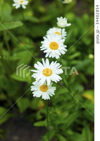 White daisy flowers in summer garden, top view White daisy flowers in summer garden, top view 34402854