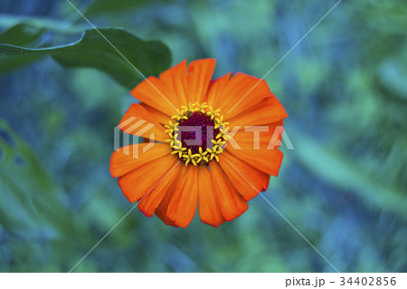 Zinnia orange flower in garden, top view 34402856