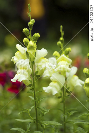 White garden flowers Antirrhinum. Snapdragons White garden flowers Antirrhinum. Snapdragons 34402857