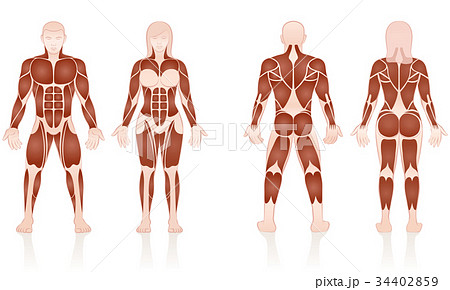 Male Female Muscles Anatomic Comparison 34402859