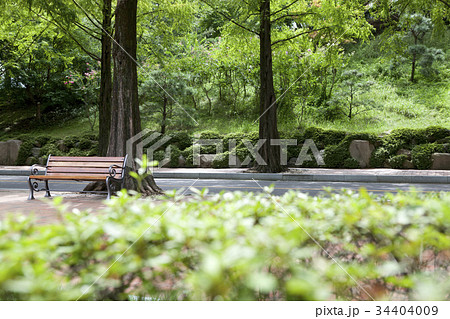 メタセコイア 道 ベンチ 34404009